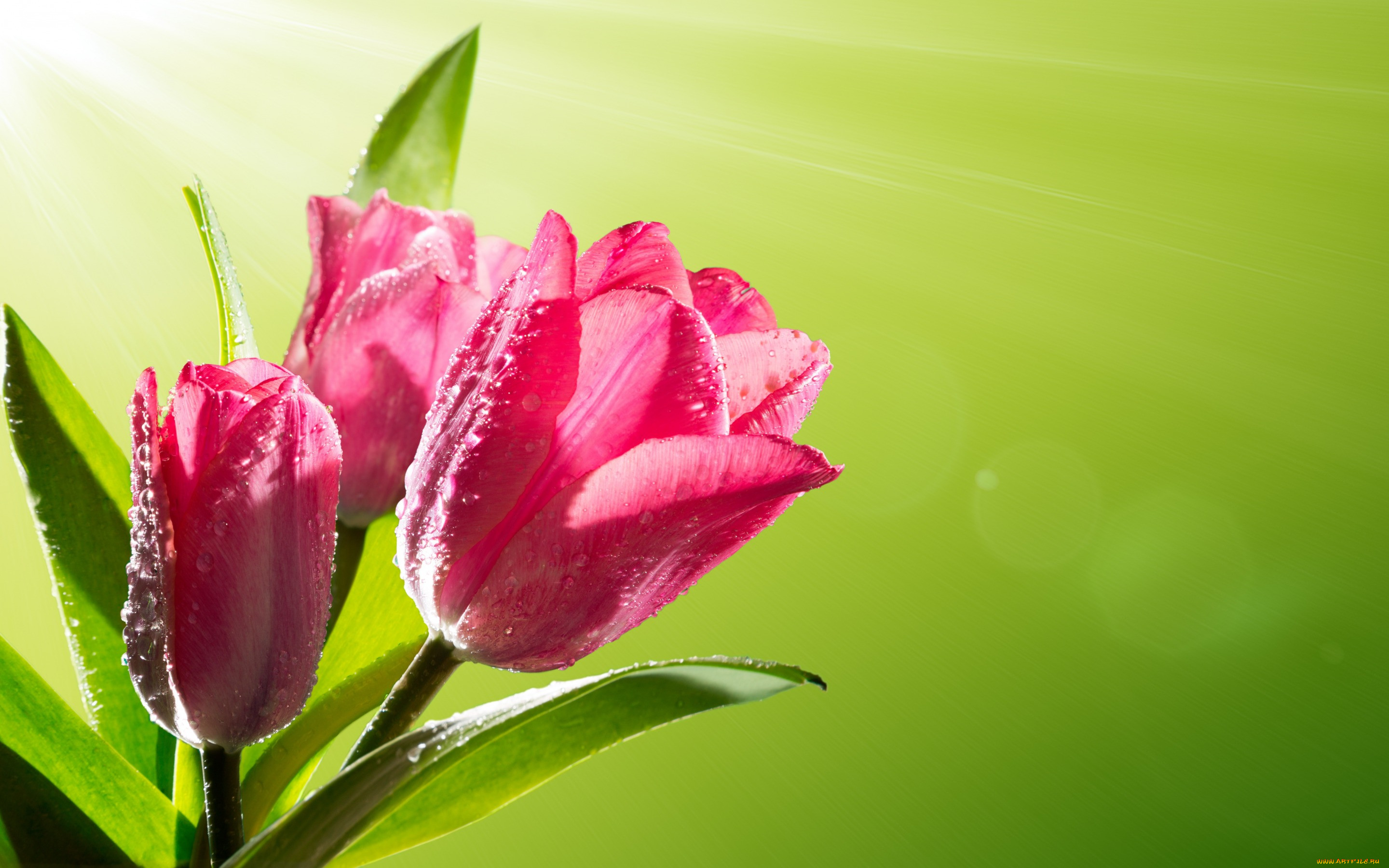 , , , flowers, spring, , tulips, pink, , sunlight, , fresh
